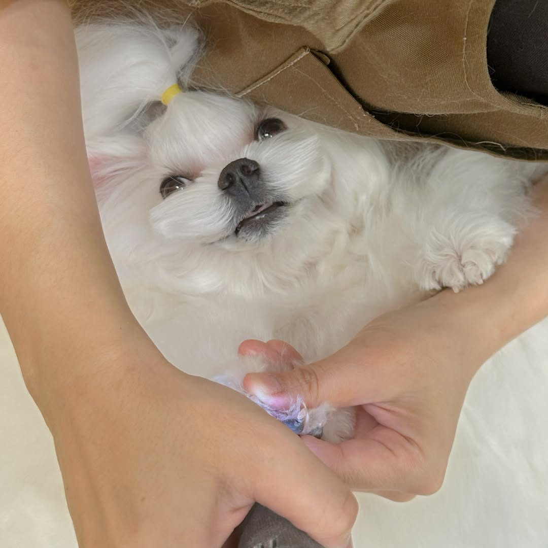 毛字號為白色小型犬進行腳掌護理