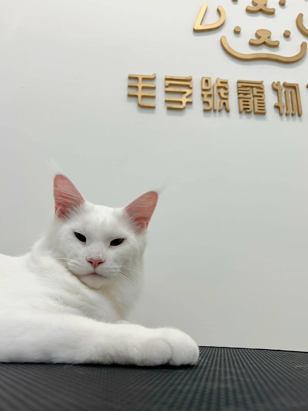 毛字號店內白貓與品牌牆