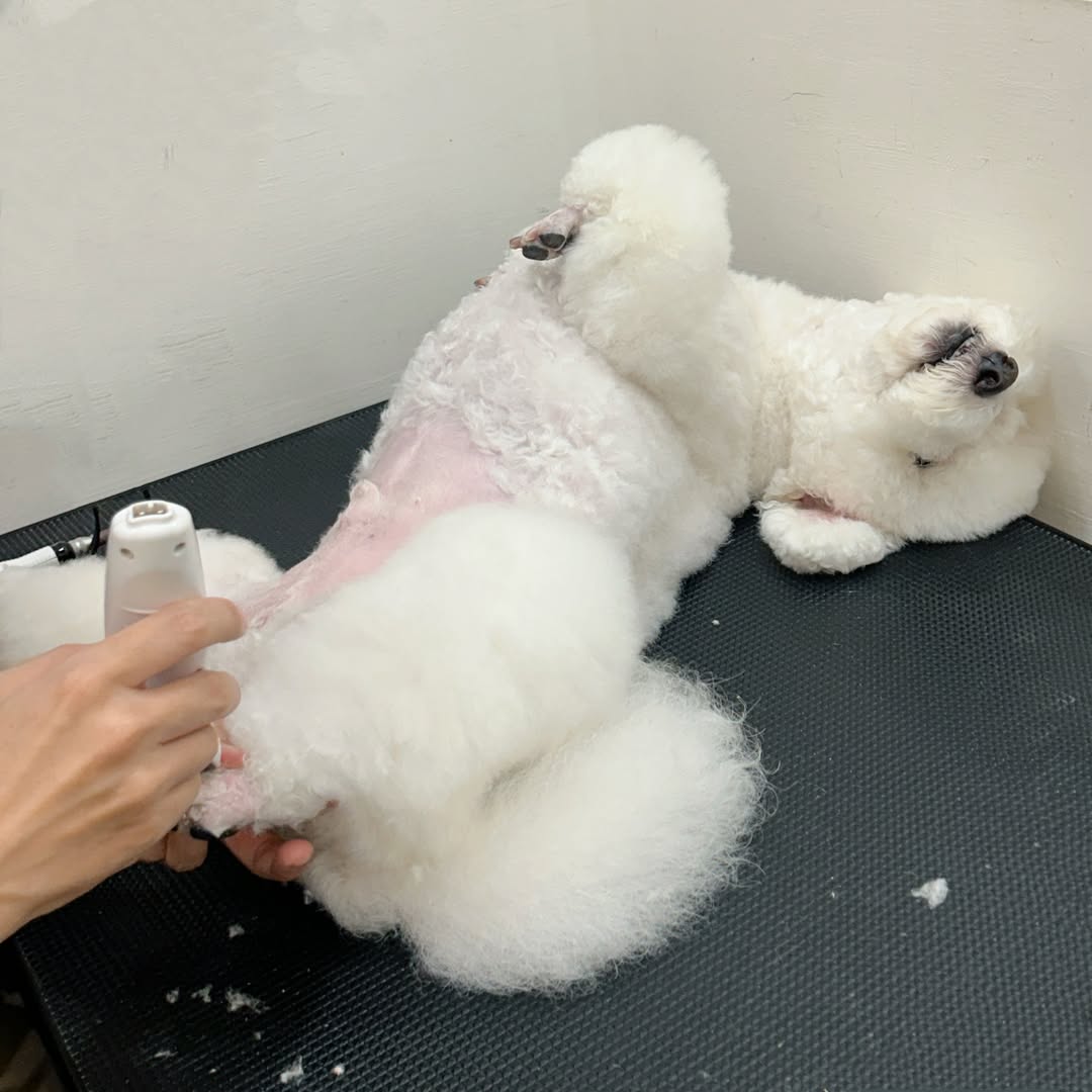 毛字號進行白色貴賓犬美容整理